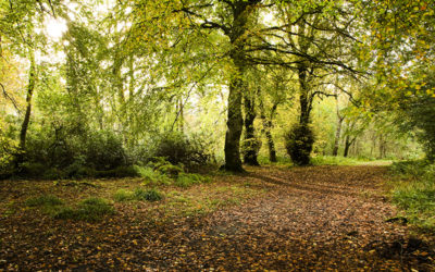 Bridgend Woods
