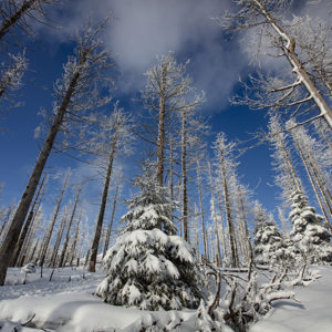 Frosted Trees 1