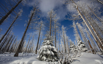 Frosted Trees 1j