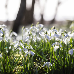 Islay Snowdrops