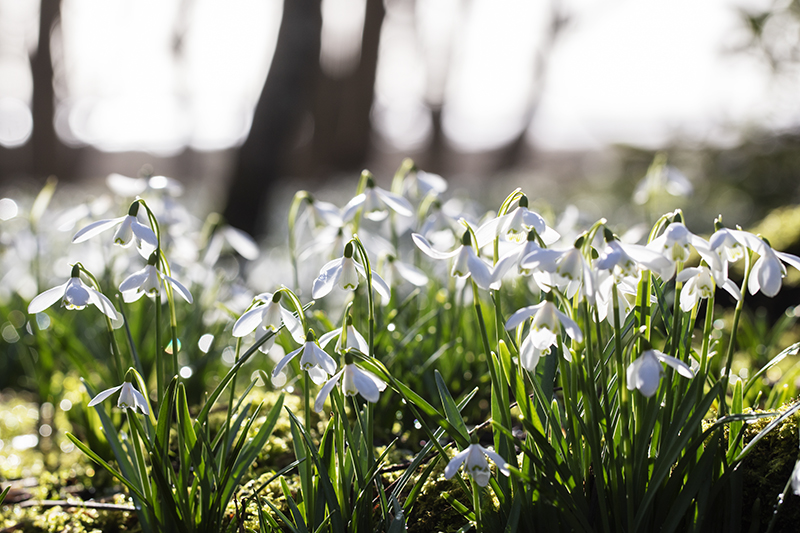 Islay Snowdrops