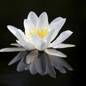Lilly Loch Flower