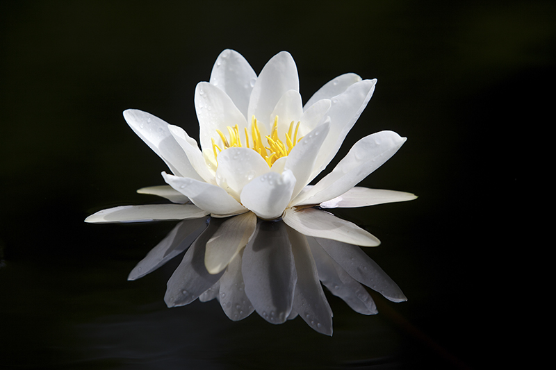 Lilly Loch Flower