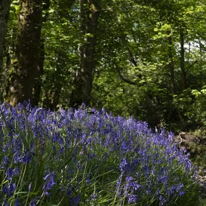 Bridgend Bluebells 1