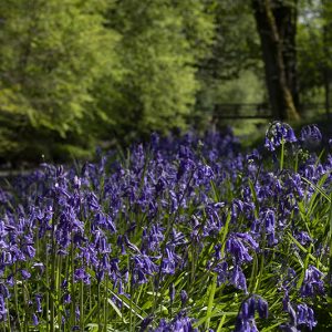 Bridgend Bluebells 2