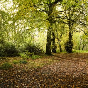 Bridgend Woods