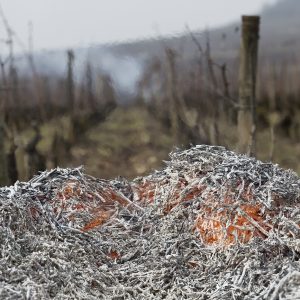 Embers of the Vines