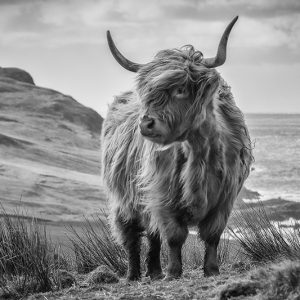 Highland Coo 1