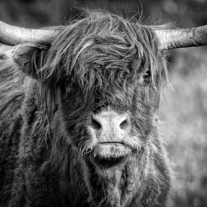 Highland Coo 2