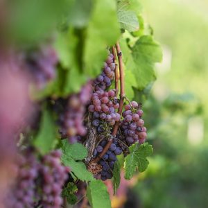 On the Vine 1