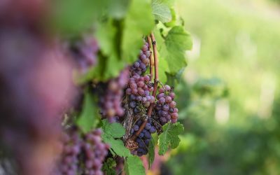 On The Vine 1