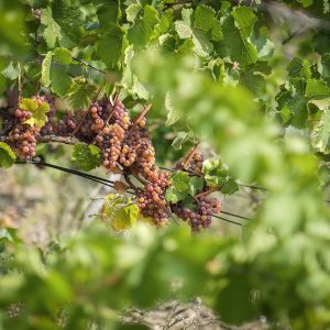 On the Vine 2