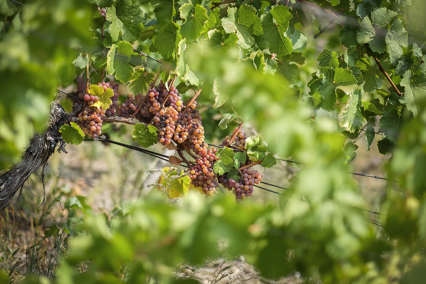On the Vine 2