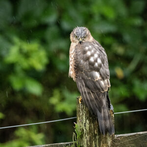 Female sparrow hawk