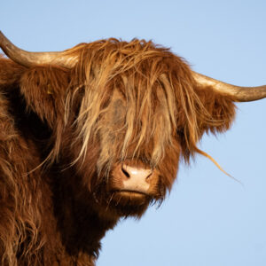 Highland Coo Close Up 2