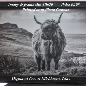 Highland Coo